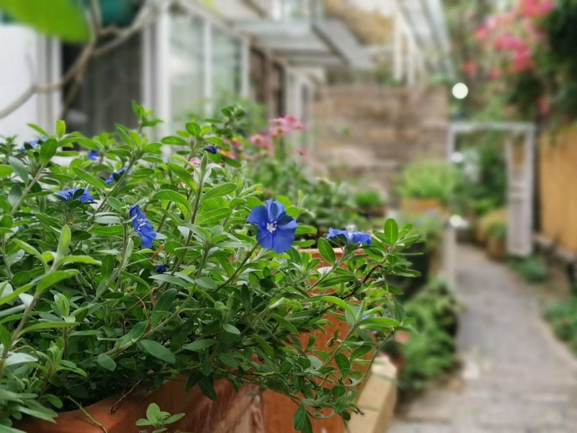 Shenzhen No'6 Garden Villa --French Window With Garden View,Close To Sea World &Shekou Ferry Port &K11 Ecoast &Subway Nearby ,Offer Western Food And Coffee &English Speaking With Tour Services מראה חיצוני תמונה